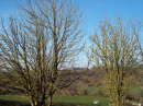 Horse chestnuts
