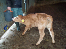 Feeding the latest calf