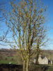 Horse Chestnut blooming