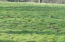 Hares