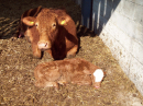 Mother and calf