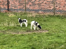 Lambs