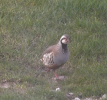 Red leg partridge