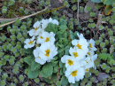 Primulas