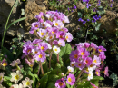 Back to Primulas (!)