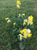 Growing through the grass