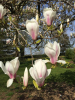 Magnolia