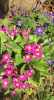 Primulas in another garden!
