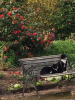 Cats in the garden