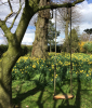 The garden swing