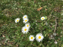 Daisies in the grass verge