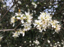 Blackthorn blossom