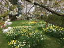 Daffodils and cherry blossom