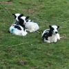 Lambs