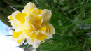 Blooming