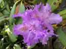 Rhodedendron