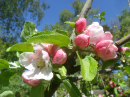 Blossom