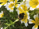 Bee on Poached Eggs