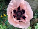 Poppy