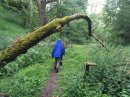 A damp walk in the woods