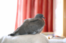 A fledgling woodpigeon came into our house!