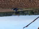 We plough the fields
