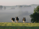 A misty morning