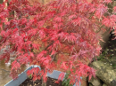 Acer - on fire!