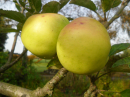 Apples