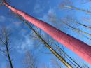 A pink tree