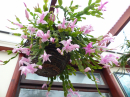 Christmas Cactus getting ready for the big day!