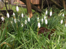 First snowdrops of 2021