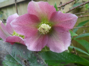 Early blooms