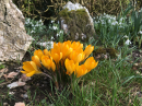 Crocuses