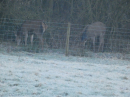 Early Morning visitors
