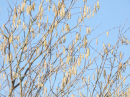 Life emerges - catkins