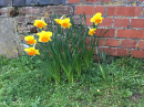 2021 Daffodils