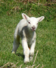 A gambolling lamb