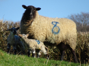Sheep number 8