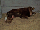Twins at the farm - first time in many years